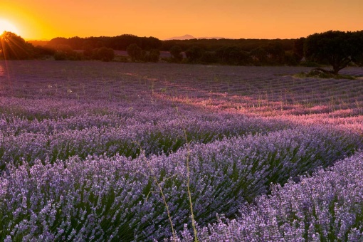 Lavender fields in Brihuega. Guadalajara