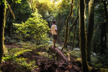 Garajonay National Park