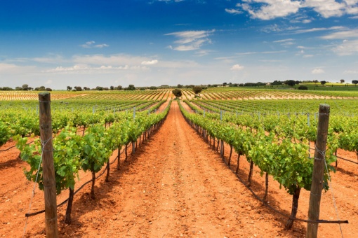 View of the Bodegas Fontana vineyards in Fuente de Pedro Naharro, Cuenca